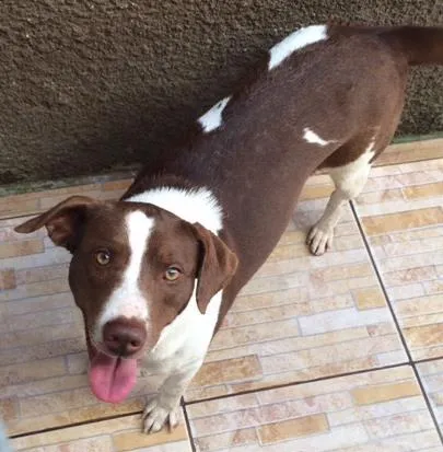 Cachorro ra a Vira lata idade 1 ano nome Zoey