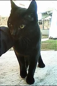 Gato ra a  idade 2 a 6 meses nome Corvinha