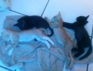 Gato raça comum idade 2 a 6 meses nome pérola,pantera,tigr