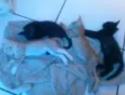 pérola,pantera,tigr