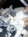 Cordélia