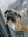 Buana e Said