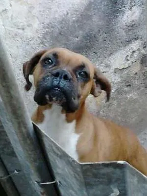 Cachorro ra a Boxer idade 5 anos nome Buana e Said