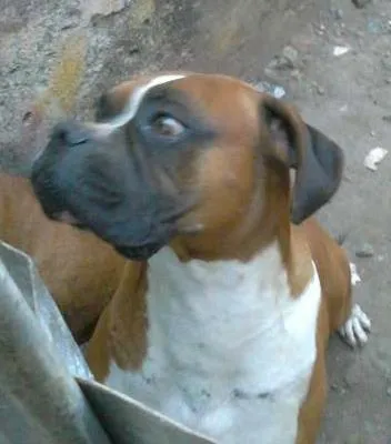 Cachorro ra a Boxer idade 5 anos nome Buana e Said