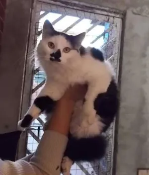 Gato raça SRD idade 7 a 11 meses nome Mokona