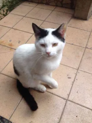 Gato raça SRD idade 7 a 11 meses nome Yuki