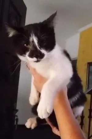 Gato raça SRD idade 2 a 6 meses nome DUDA