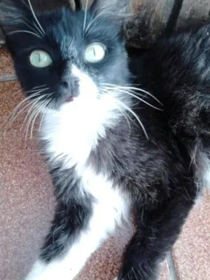 Gato raça Indefinida idade 1 ano nome Britney