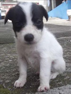 Cachorro raça SRD idade Abaixo de 2 meses nome BRANQUINHA 