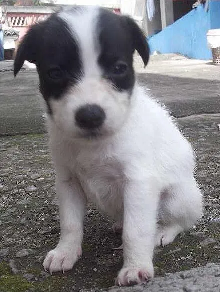 Cachorro ra a SRD idade Abaixo de 2 meses nome BRANQUINHA 