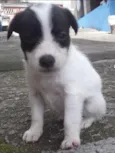 BRANQUINHA