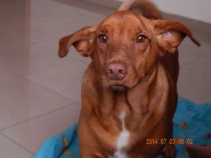 Cachorro ra a SRD idade 2 anos nome Keni