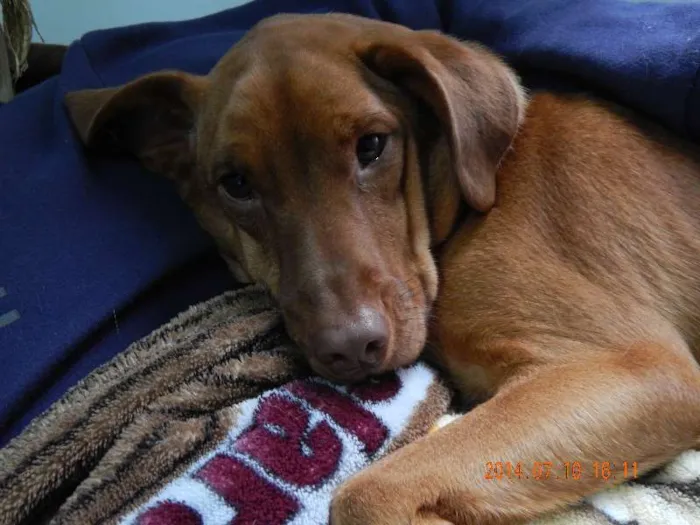 Cachorro ra a SRD idade 2 anos nome Keni
