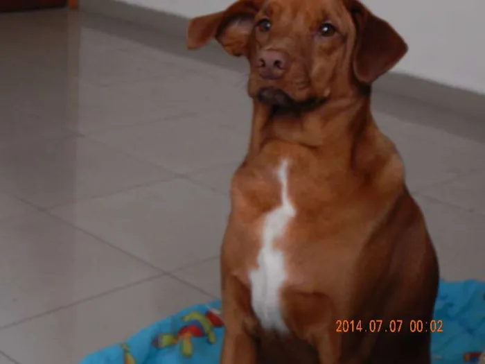 Cachorro ra a SRD idade 2 anos nome Keni