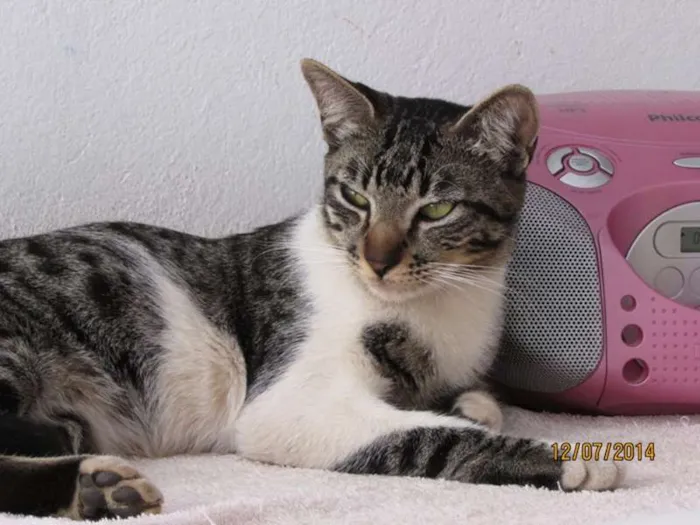 Gato ra a Indefinida idade 7 a 11 meses nome Nino