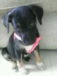 Jade