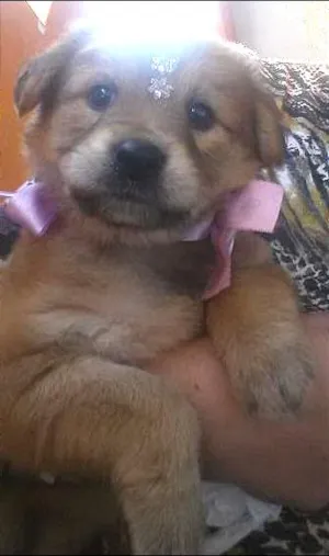 Cachorro raça Indefinida idade 2 a 6 meses nome Melissa