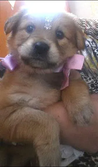 Cachorro ra a Indefinida idade 2 a 6 meses nome Melissa