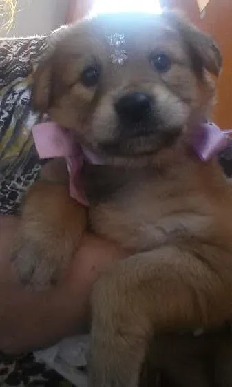 Cachorro ra a Indefinida idade 2 a 6 meses nome Melissa