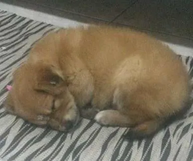 Cachorro ra a Indefinida idade 2 a 6 meses nome Melissa