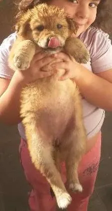 Cachorro ra a Indefinida idade 2 a 6 meses nome Melissa