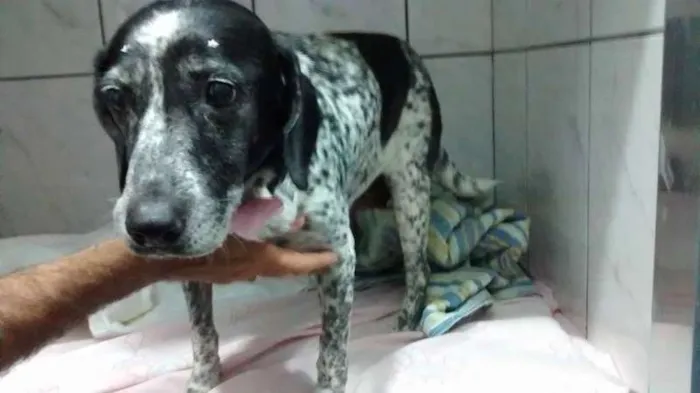 Cachorro ra a Sagrado da Birmania idade 6 ou mais anos nome Lady