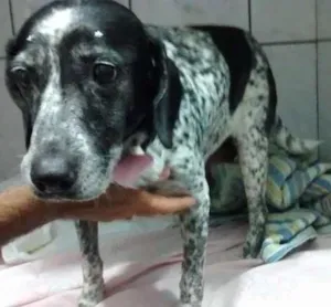 Cachorro raça Sagrado da Birmania idade 6 ou mais anos nome Lady