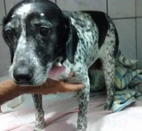 Cachorro ra a Sagrado da Birmania idade 6 ou mais anos nome Lady