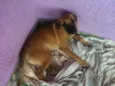 Menina
