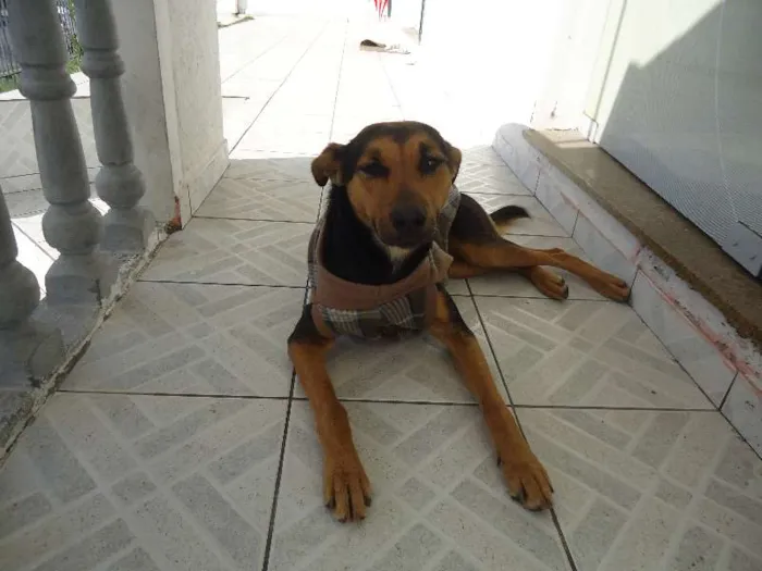 Cachorro ra a Vira Lata idade 1 ano nome Doroteia