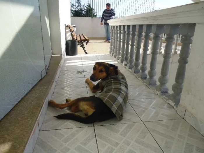 Cachorro ra a Vira Lata idade 1 ano nome Doroteia