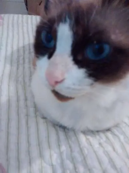 Gato raça SRD idade 7 a 11 meses nome NINA