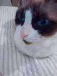 NINA
