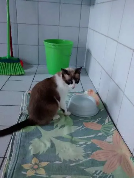 Gato raça SRD idade 7 a 11 meses nome NINA