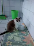 NINA
