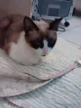 NINA