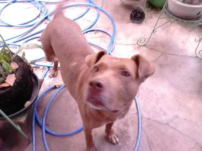 Cachorro ra a Pit-Bull idade 2 anos nome Vitória