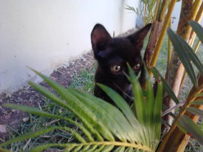 Gato ra a SRD idade Abaixo de 2 meses nome Naomi