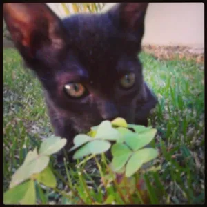 Gato raça SRD idade Abaixo de 2 meses nome Naomi