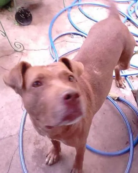 Cachorro ra a Pit-Bull idade 2 anos nome Vitória