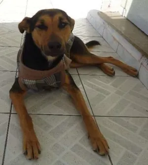 Cachorro raça Vira Lata idade 1 ano nome Doroteia