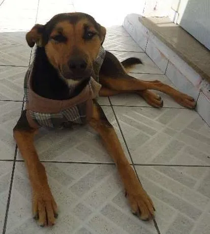 Cachorro ra a Vira Lata idade 1 ano nome Doroteia