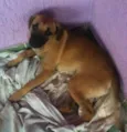 Menina