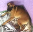 Menina
