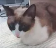 NINA