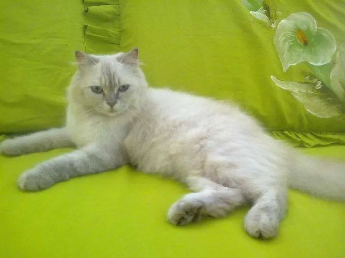 Gato ra a gatos idade 3 anos nome branco mimosa preti