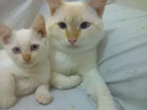 Gato raça gatos idade 3 anos nome branco mimosa preti