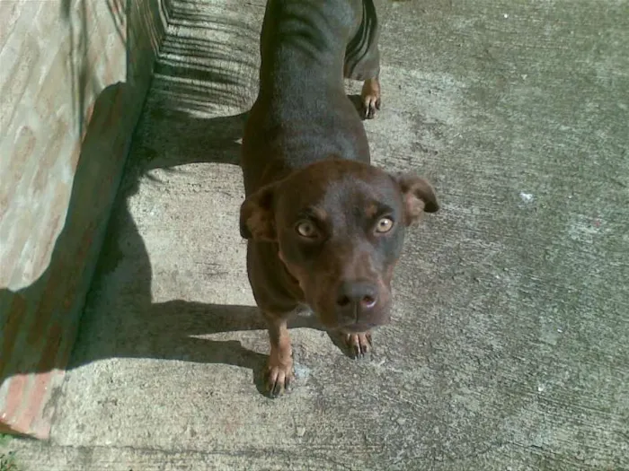 Cachorro ra a Pit-bull/vira-lata idade 3 anos nome Marrom