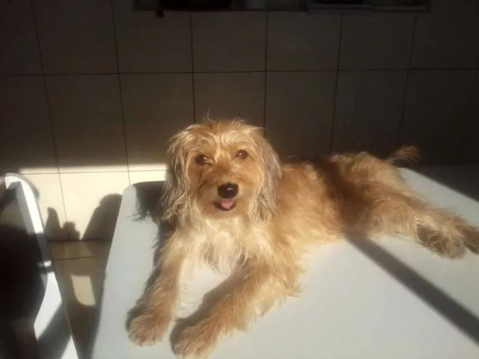 Cachorro ra a vira-lata idade 1 ano nome Lalita