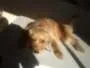 Cachorro ra a vira-lata idade 1 ano nome Lalita